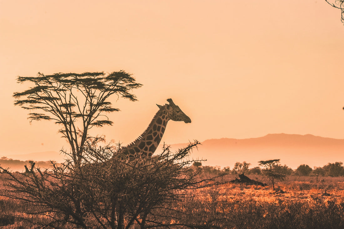 Paris rencontre Nairobi : la fusion culturelle comme inspiration